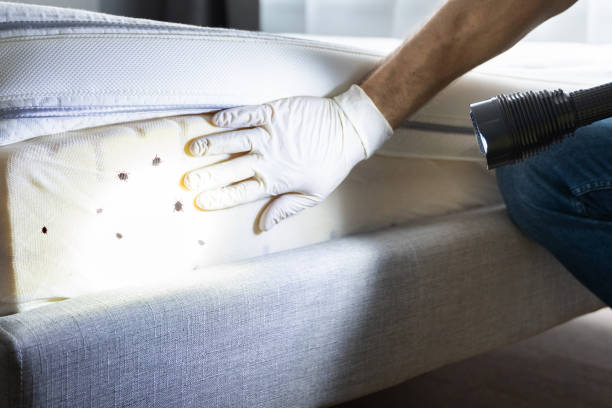 Best Affordable Pest Control Services  in Wellington, KS