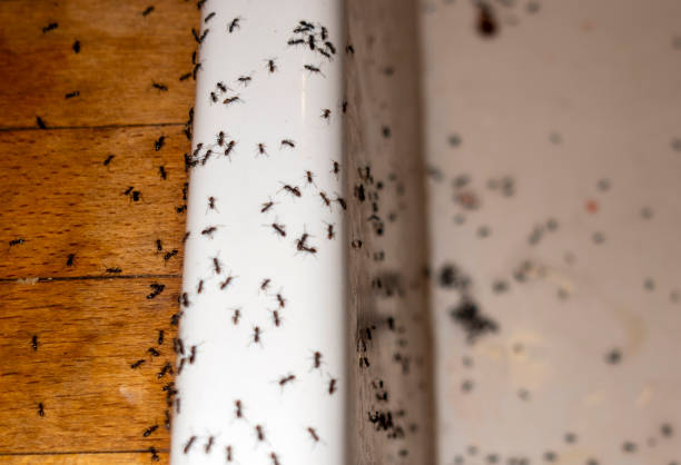Best Cockroach Control Services  in Wellington, KS