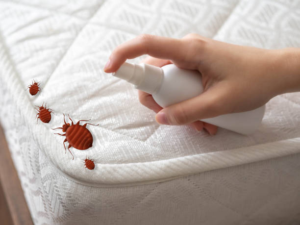 Trusted Wellington, KS Pest Control Experts